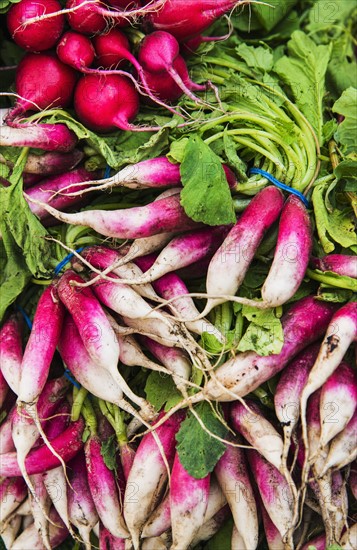 Bunches of radish.