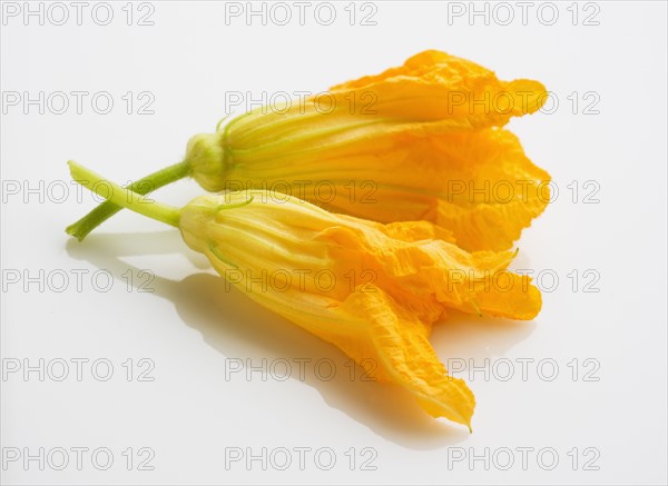 Zucchini blossoms on white background, studio shot.