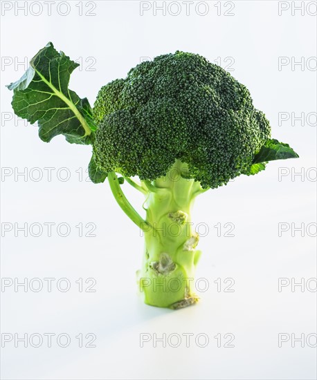 Broccoli on white background, studio shot.