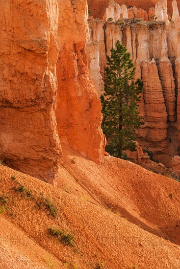 Single tree by steep cliff.