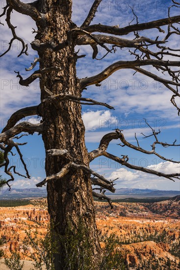 Dead tree.