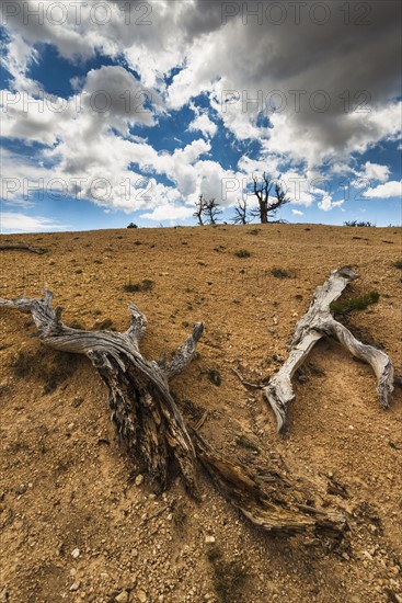 Dead trees.