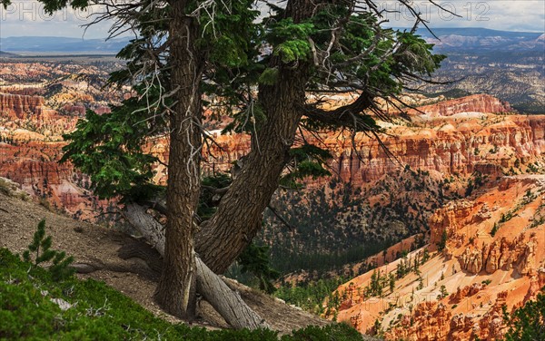 Trees at the edge of cliff.