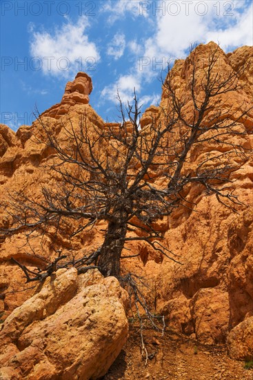 Dead tree on rock.