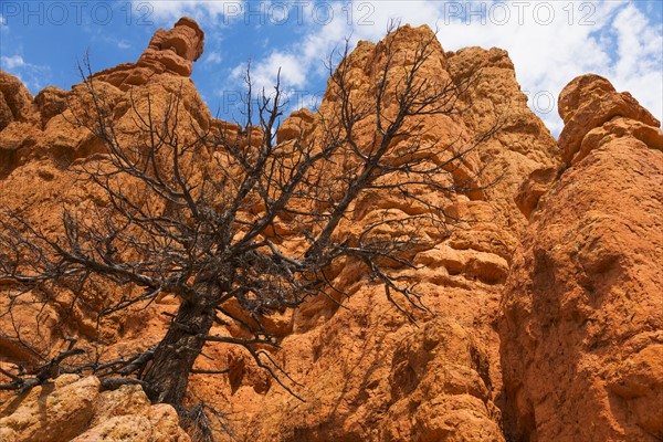 Dead tree on rock.