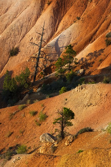 Trees growing on steep cliff.