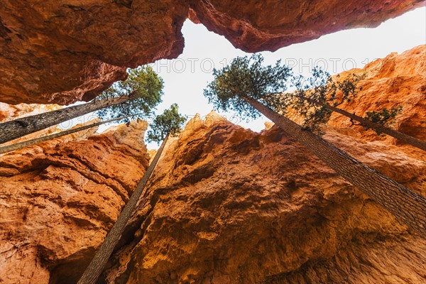 Navajo Loop Trail, Tall Douglas Fir trees .