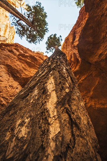 Navajo Loop Trail, Tall Douglas Fir trees .