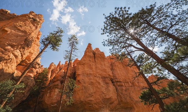 Navajo Loop Trail, Tall Pine trees.