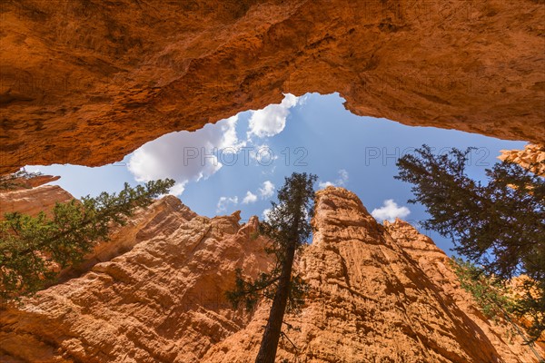 Navajo Loop Trail, Tall Pine trees.