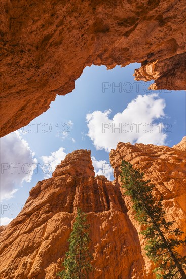 Navajo Loop Trail, Tall Pine trees.