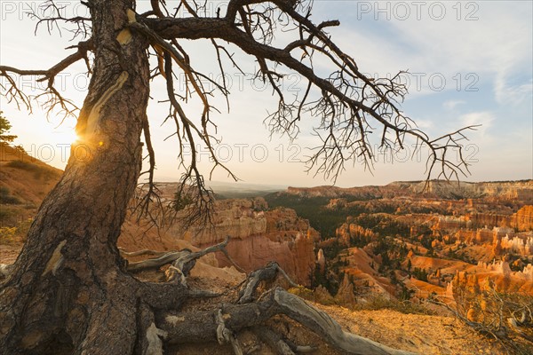 Bryce Amphitheater, Tree at the edge of canyon.