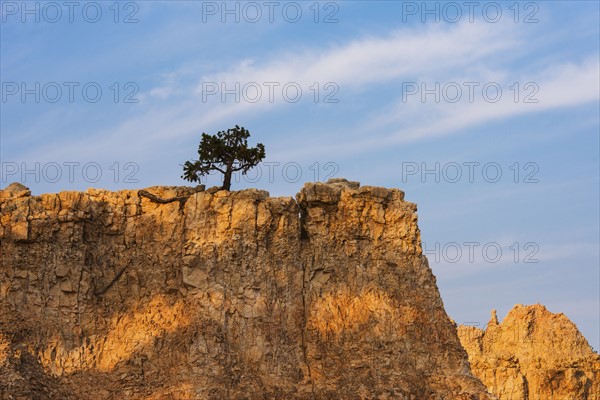 Ponderosa Pine at the edge of cliff.