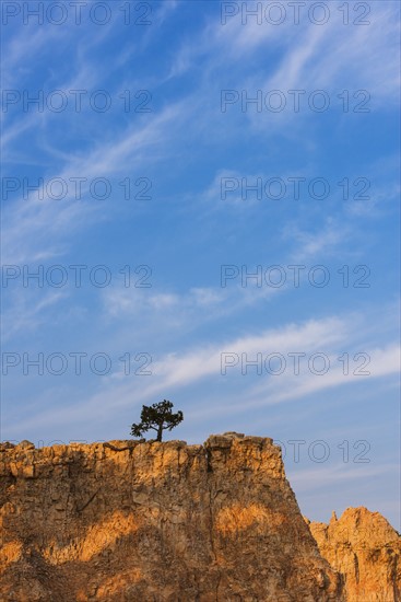 Ponderosa Pine at the edge of cliff.