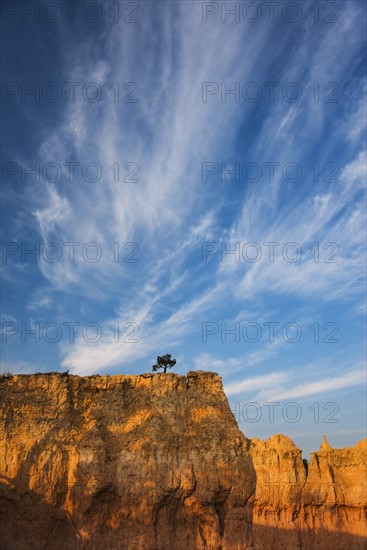 Ponderosa Pine at the edge of cliff.