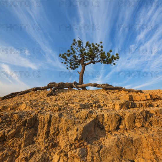 Ponderosa Pine at the edge of cliff.