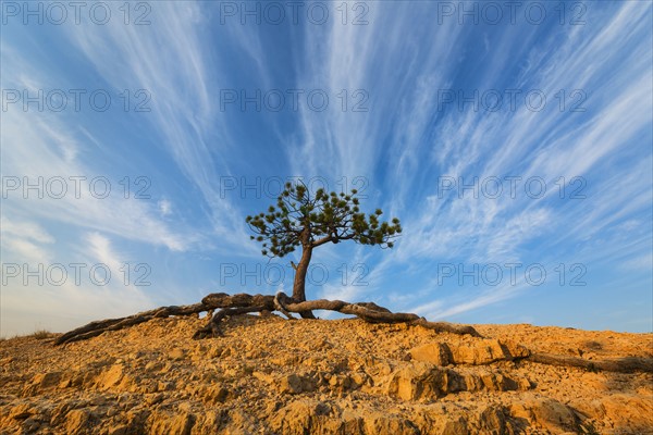 Ponderosa Pine at the edge of cliff.