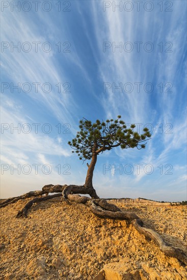 Ponderosa Pine at the edge of cliff.