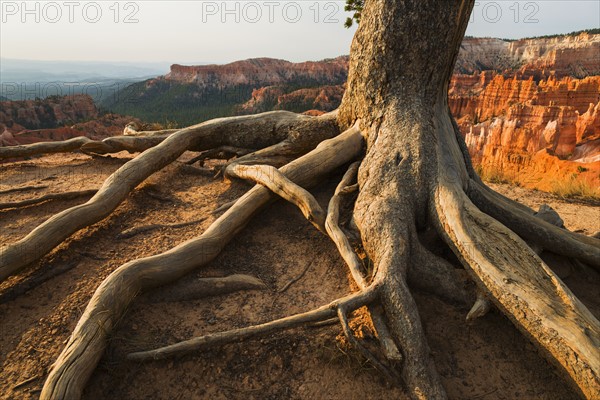 Roots of tree growing at the edge of cliff.