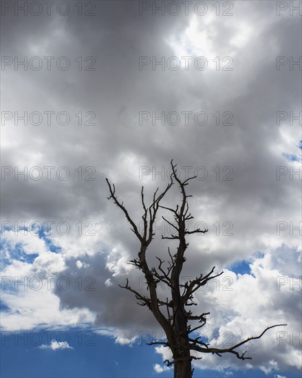 Dead tree against clouds.