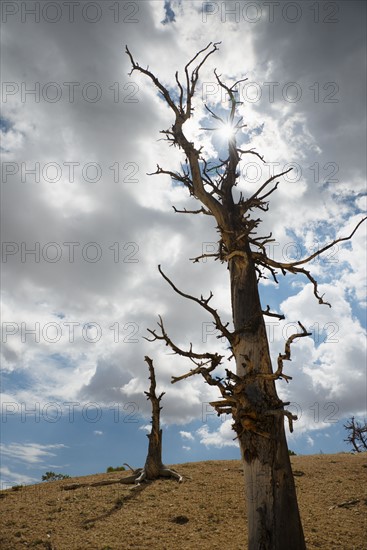 Dead trees.