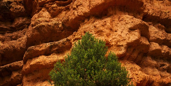 Tree and steep cliff.