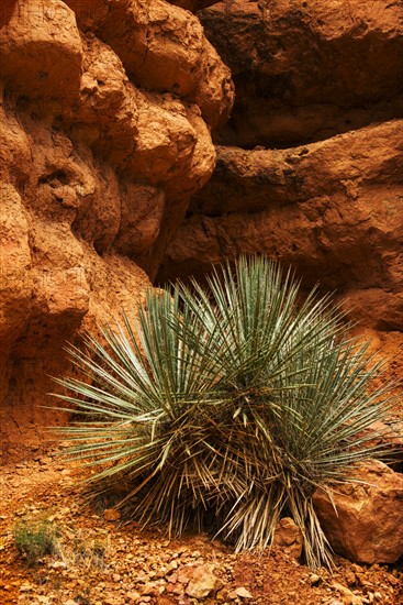 Plant and rocks.