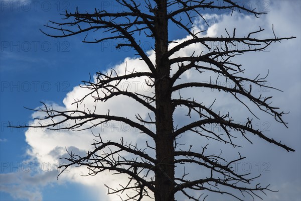 Dead tree against cloudy sky.