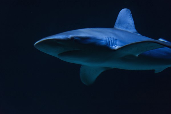 Underwater view of shark in sea.