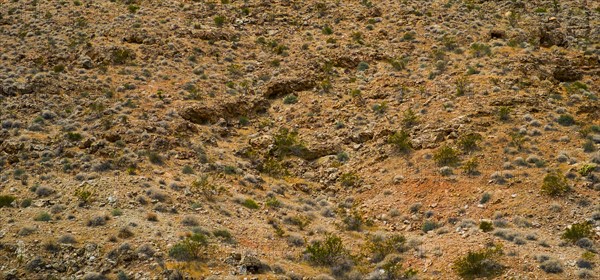 Desert landscape.