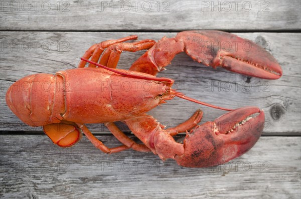Raw lobster. Photo: Jamie Grill