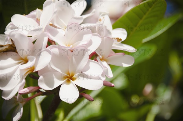 Close-up of plumeria. Photo: Jamie Grill