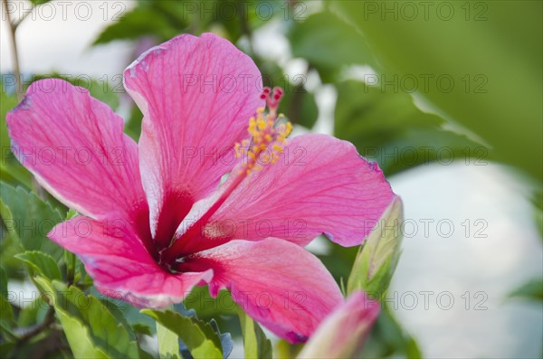 Close-up of pink hibiscus. Photo: Jamie Grill