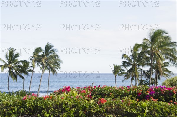 Palm trees on coast. Photo: Jamie Grill