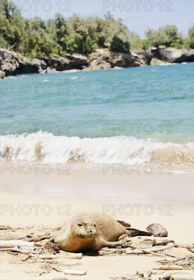 Maha'ulepu Beach, Monk seal on beach. Photo : Jamie Grill