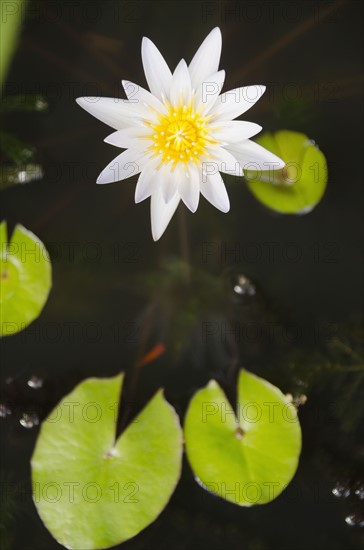 Water lily. Photo : Jamie Grill