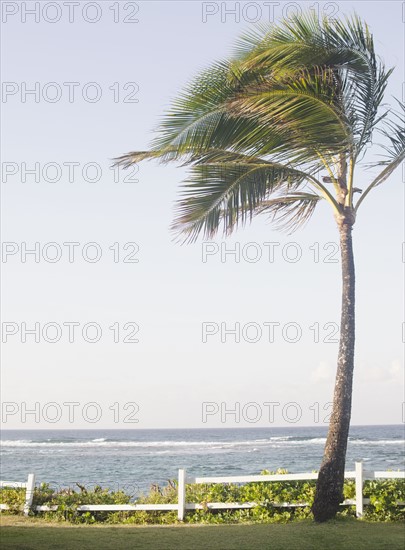 Palm tree on beach . Photo: Jamie Grill
