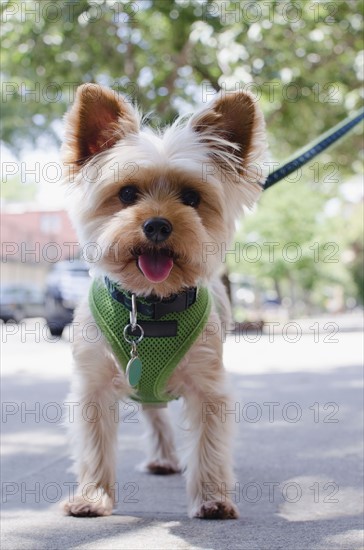 Portrait of Yorkshire terrier. Photo : Jamie Grill