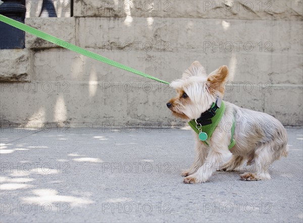 Yorkshire terrier pulling its leash. Photo: Jamie Grill