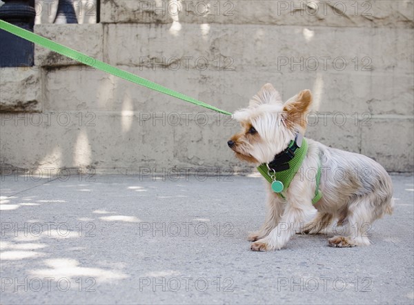 Yorkshire terrier pulling its leash. Photo : Jamie Grill