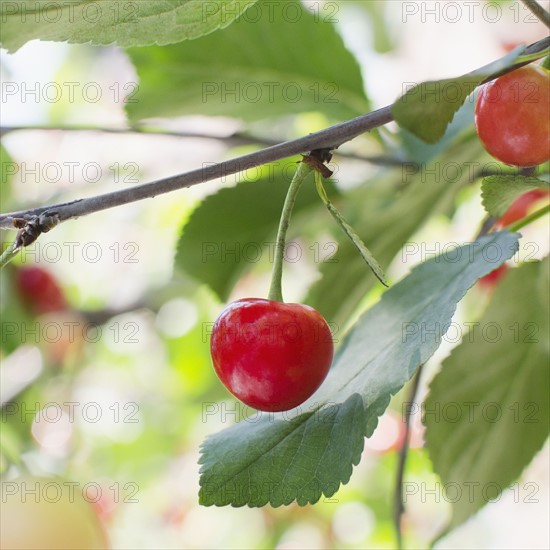Cherries on cherry tree. Photo : Jamie Grill