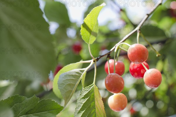 Cherries on cherry tree. Photo : Jamie Grill