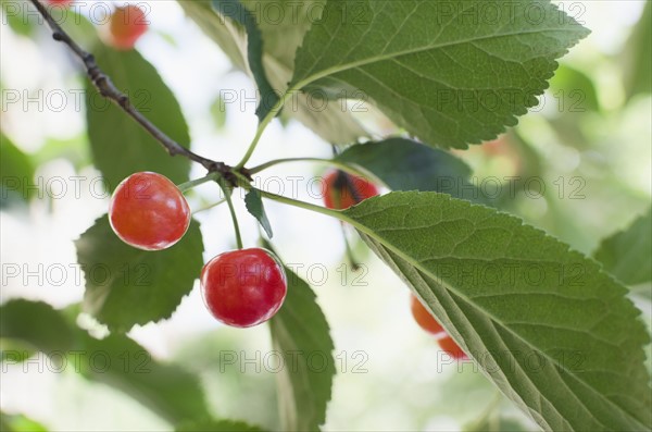 Cherries on cherry tree. Photo : Jamie Grill