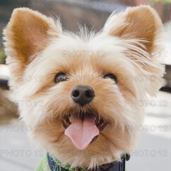 Portrait of Yorkshire terrier. Photo : Jamie Grill