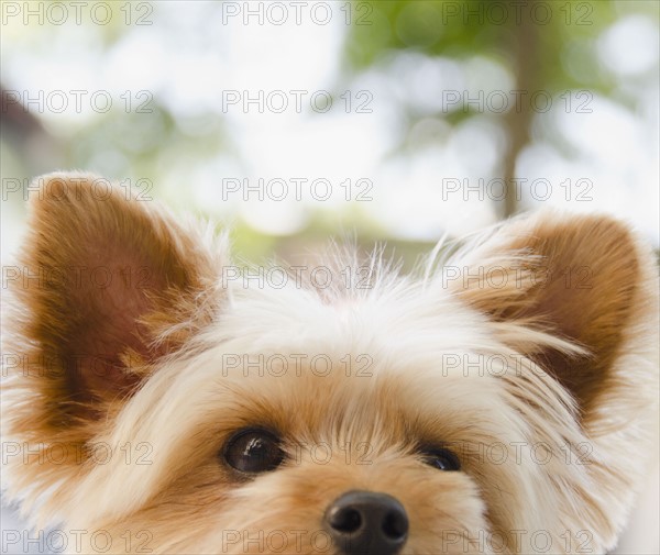 Portrait of Yorkshire terrier. Photo : Jamie Grill