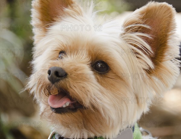 Portrait of Yorkshire terrier. Photo : Jamie Grill