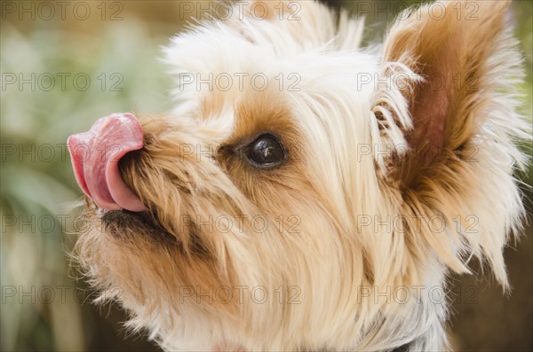 Portrait of Yorkshire terrier. Photo : Jamie Grill