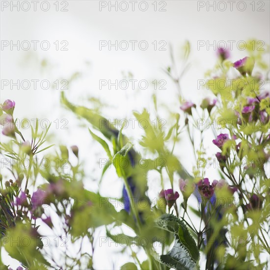 Studio shot of wildflowers. Photo : Jamie Grill