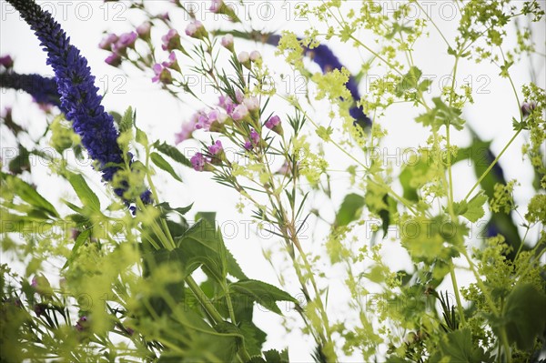 Studio shot of wildflowers. Photo : Jamie Grill