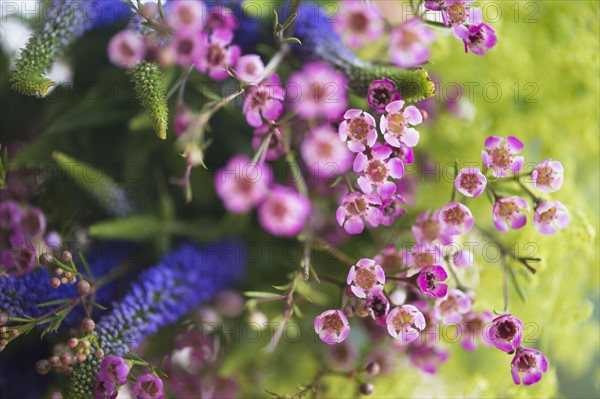 Studio shot of wildflowers. Photo : Jamie Grill